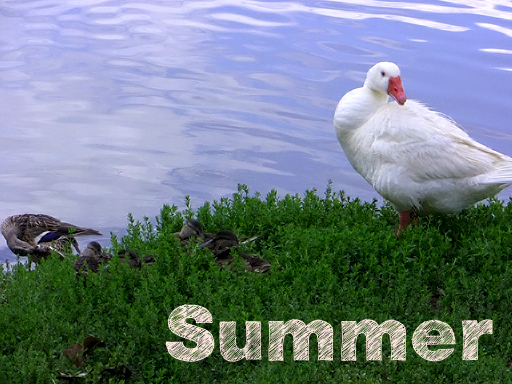 Summer